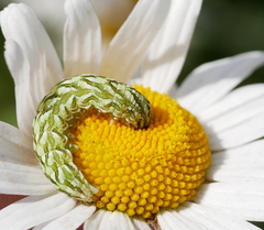 Cucullia chamomillae