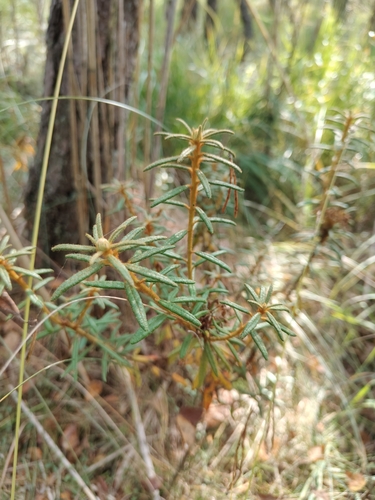 marsh Labrador tea