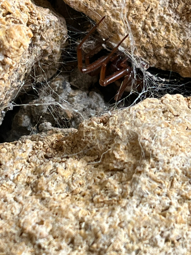 Noble False Widow