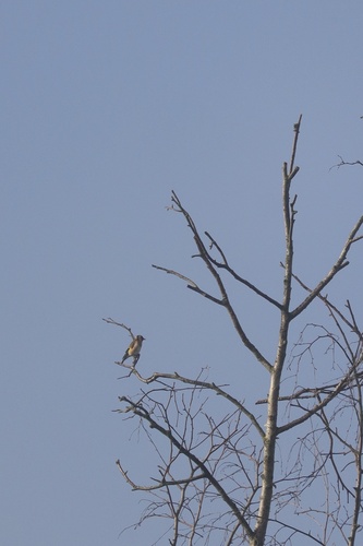European Goldfinch