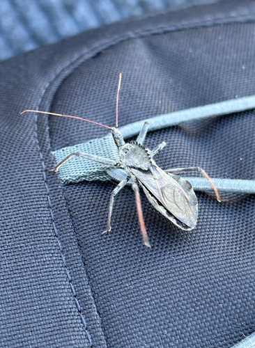 North American Wheel Bug