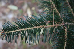 Abies densa
