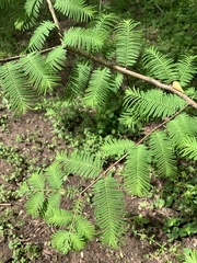 Metasequoia glyptostroboides