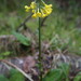 Primula smithiana - Photo (c) emmag26, some rights reserved (CC BY-NC)
