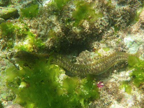 Gymnothorax richardsonii observed 2026-09-27