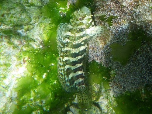 Salarias fasciatus observed 2026-09-27