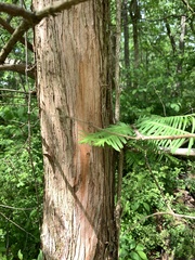 Metasequoia glyptostroboides