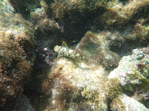 Istigobius ornatus observed 2026-09-27
