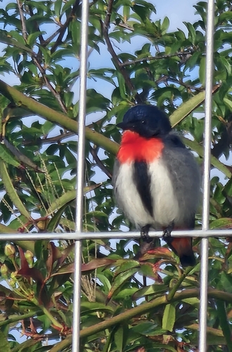 Mistletoebird