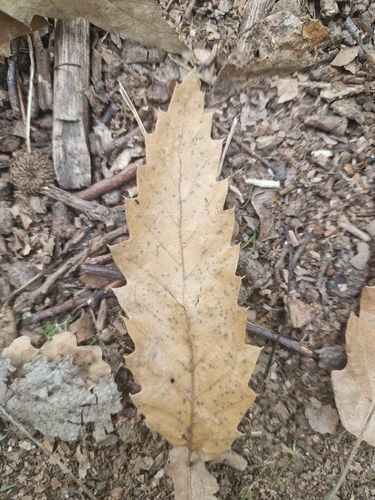 Sweet Chestnut