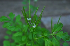 Cardamine oligosperma