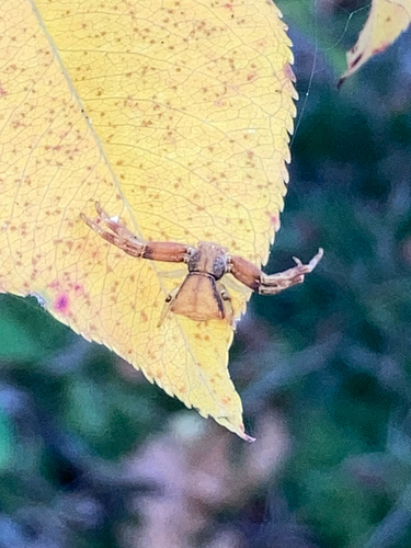 Pistius truncatus