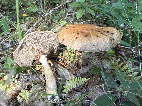 Sticky Bolete