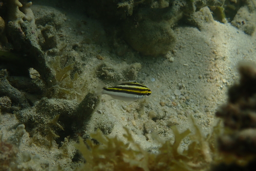 Scolopsis lineata observed 2026-10-04