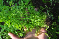 Cardamine oligosperma