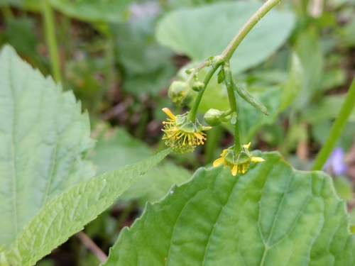 spring avens (Geum vernum)