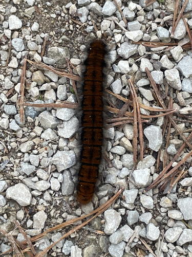 Fox Moth