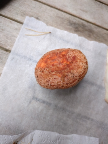 saffron milkcap