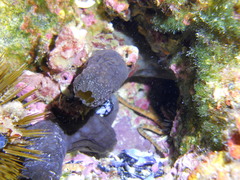 Phallusia fumigata