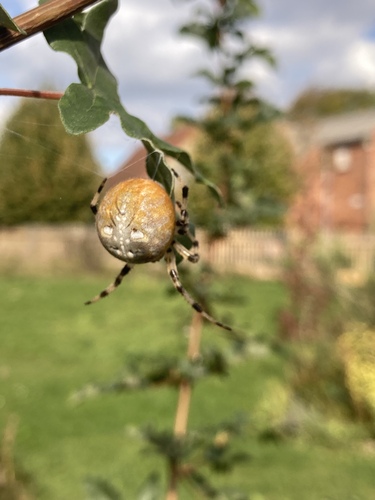 Four-spot Orbweaver