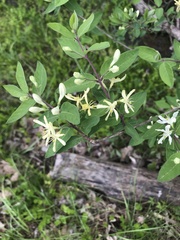 Lonicera