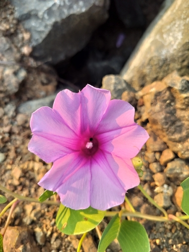 Beach Morning Glory