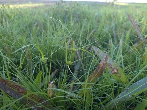 Bohemian Sedge