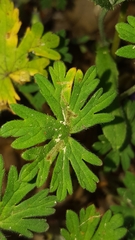 Agromyza nigrescens