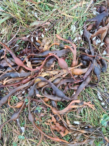 Knotted Wrack