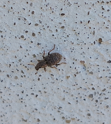 Clover Weevil
