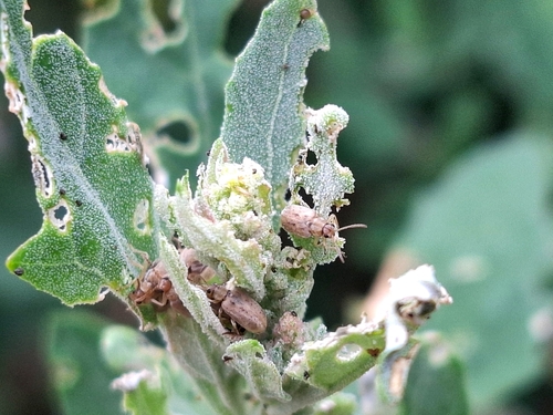 Monoxia obesula