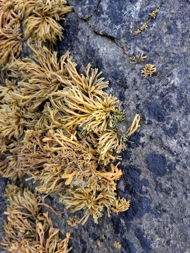 Channelled Wrack