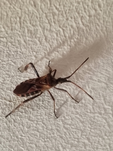 Western Conifer Seed Bug