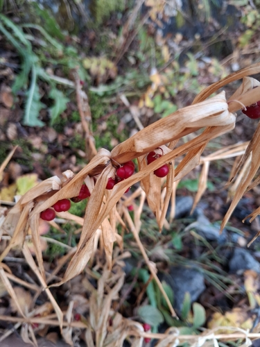 Whorled Solomon's-seal