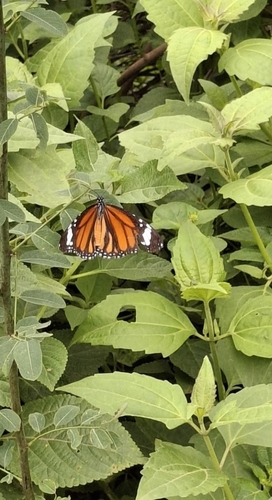 Common Tiger Butterfly