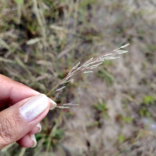 Eragrostis atrovirens observed 2026-10-04