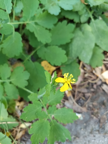 Greater celandine