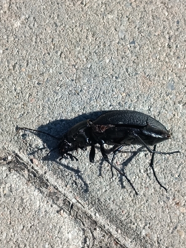 Leather Beetle