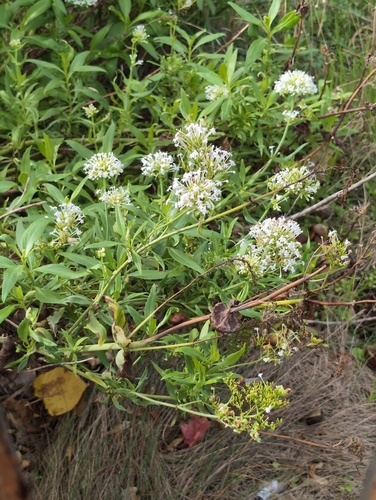 Red Valerian