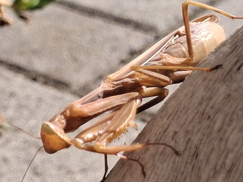 European Mantis