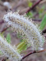 Salix pseudomonticola