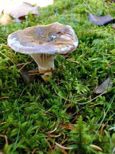 Slimy Spike