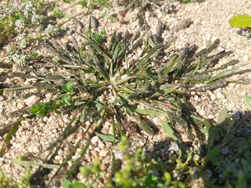 Sporobolus alopecuroides, 2026-10-04