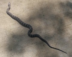Nerodia sipedon