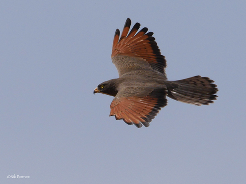 Grasshopper Buzzard