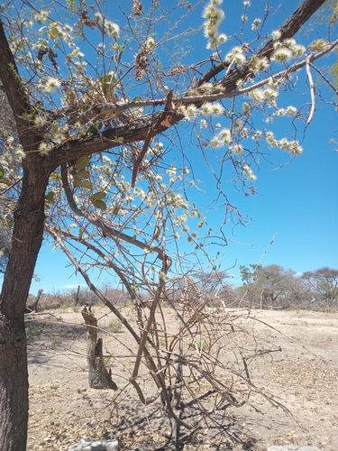 knobbly climbing bushwillow
