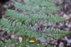 Hypolepis millefolium