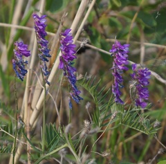 Vicia tenuifolia dalmatica