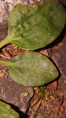 Golovinomyces sordidus