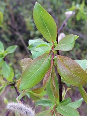 Salix pseudomonticola